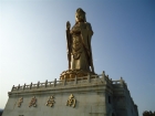宁波北仑牡丹园的黑天鹅 Picture Gallery 1093 2243 Image