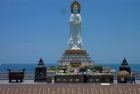 宁波北仑牡丹园的黑天鹅 Picture Gallery 1093 2244 Image